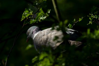 Common Wood Pigeon