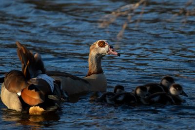 Egyptian Goose