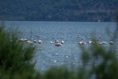 Greater Flamingo