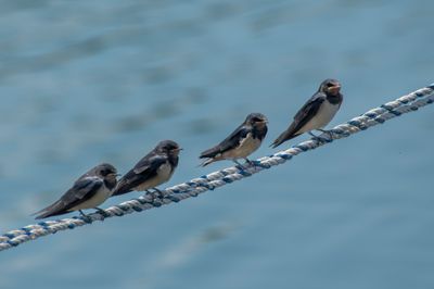 Barn Swallow
