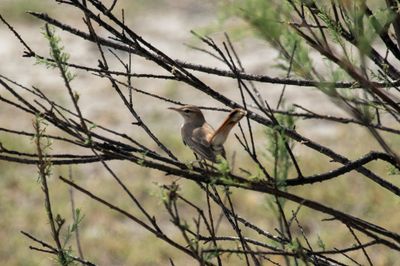 Rufous-tailed Scrub Robin