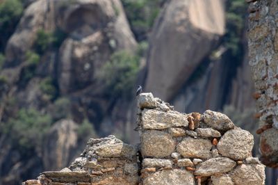 Blue rock thrush on Yedi Uyurlar Monastery