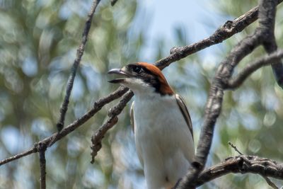 Woodchat Shrike