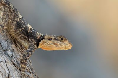 Starred Agama