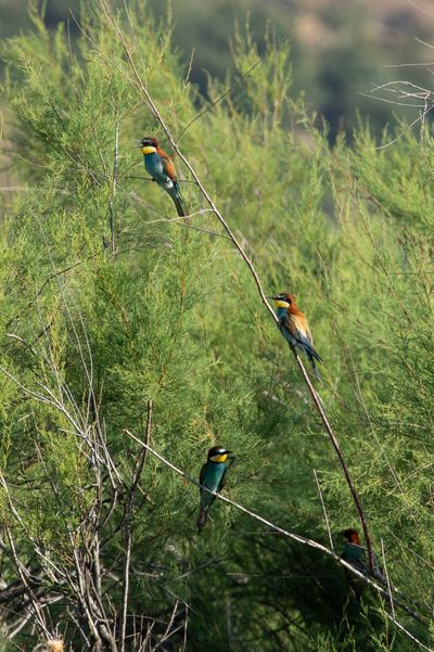European Bee-eater