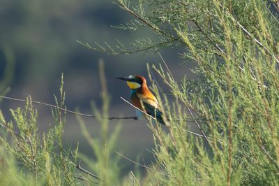 European Bee-eater