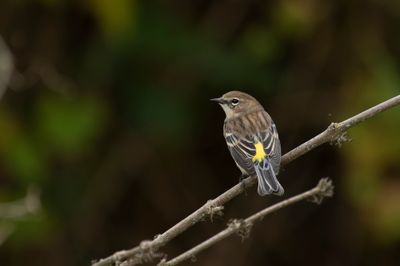 Yellow-rumped Warbler