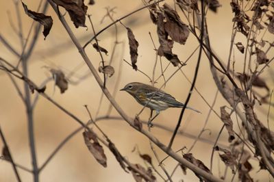 Yellow-rumped Warbler