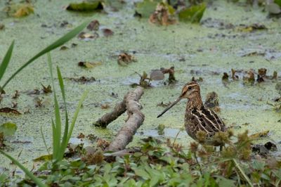 Wilson's Snipe