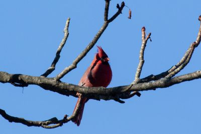 Northern Cardinal