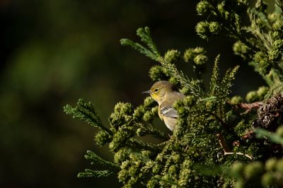 Pine Warbler