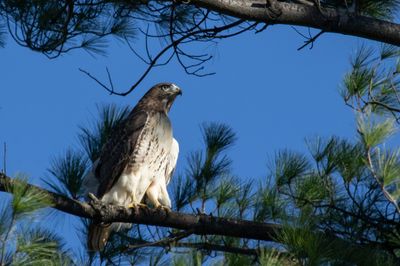 Red-tailed Hawk