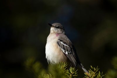 Northern Mockingbird