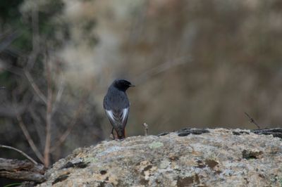 Black Redstart