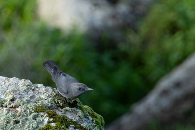 Blue Rock Thrush