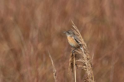 European Stonechat
