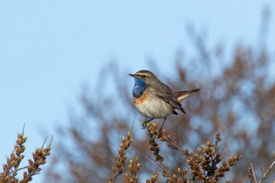 Bluethroat
