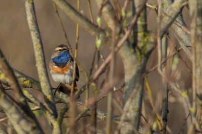 Bluethroat