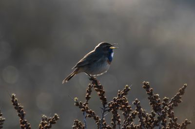 Bluethroat