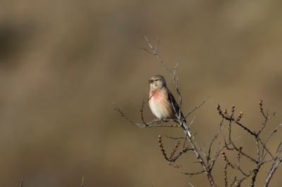 Common Linnet
