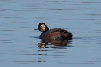 Black-necked Grebe