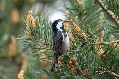 Coal Tit