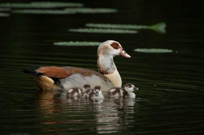 Egyptian Goose
