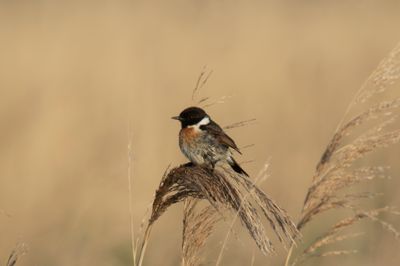 European Stonechat