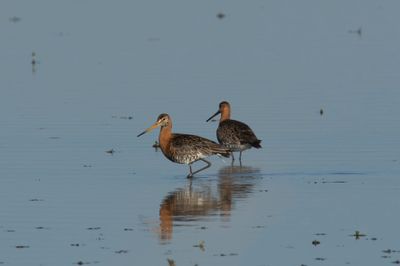 Black-tailed Godwit