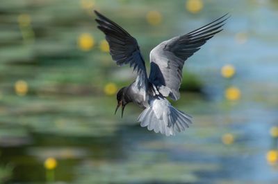 Black Tern