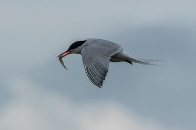 Common tern