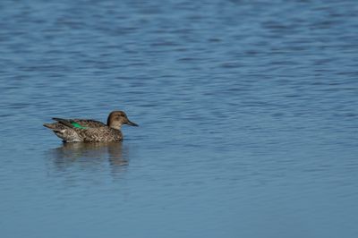 Eurasian teal