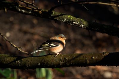 Common Chaffinch