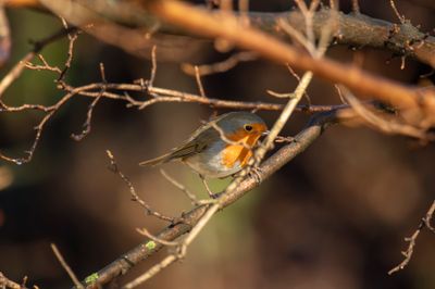 European Robin