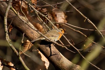 European Robin