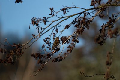 Common Chaffinch