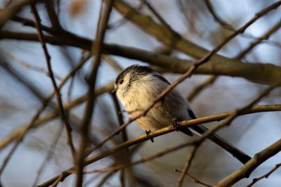 Long-tailed Tit