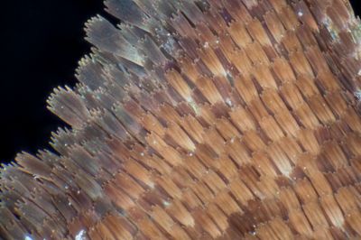 European Peacock